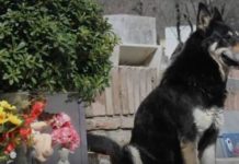 Muere ‘Capitán’, el perro que visitó durante 11 años la tumba de su dueño