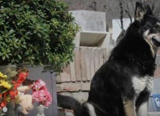 Muere ‘Capitán’, el perro que visitó durante 11 años la tumba de su dueño