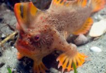 Descubren una segunda familia de los curiosos y amenazados peces que caminan