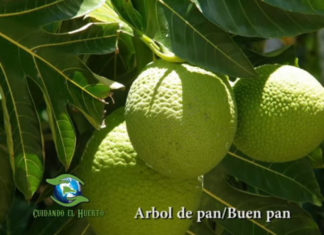 Cuidando el Huerto: Arbol de Pan o Pan de Frutas – Cocinando Semillas De Árbol De Pan