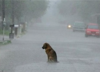 España multará con 30.000 € a las personas que abandonen a un perro
