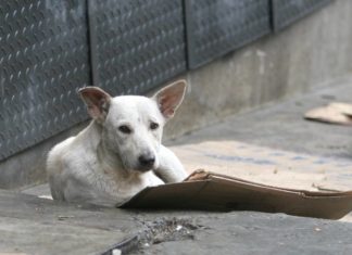 Abandono de mascotas: un reflejo de la crisis económica