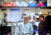 “El cerebro se comunica con el páncreas”