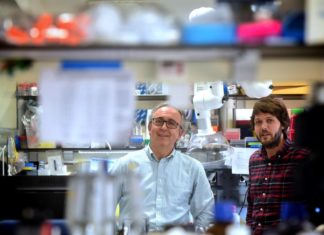 “El cerebro se comunica con el páncreas”