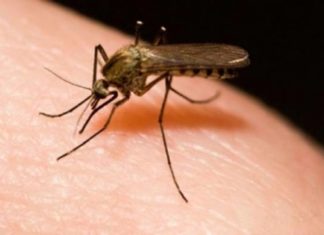 Venezuela registra medio millón de casos de paludismo al año