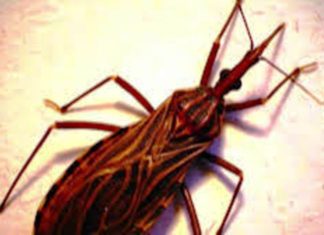 Mueren cinco personas por chagas en Táchira, Venezuela