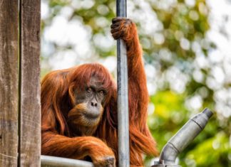 Muere ‘Puan’, la orangután más longeva del planeta, a los 62 años