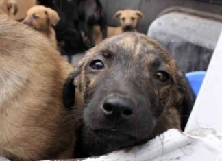 Aprobaron ley que castiga maltrato animal con 5 años de cárcel