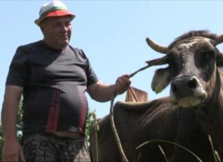 La increíble historia de Penka, la vaca condenada a muerte por cruzar la frontera