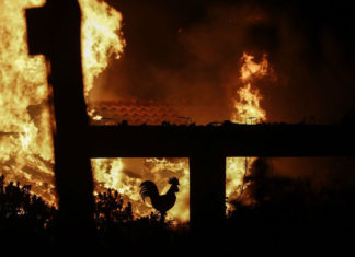 Incendios forestales en Grecia: al menos 74 muertos y 182 heridos al noreste de Atenas