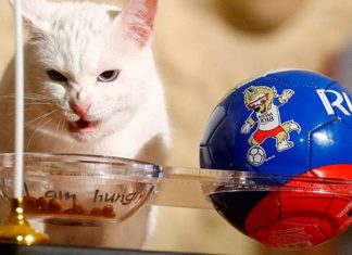 El gato Aquiles, “oráculo” oficial del Mundial, cometió el primer error de Rusia 2018