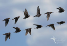 Rima LIII por Gustavo Adolfo Bécquer