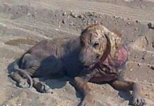 Los animales, las otras víctimas de la tragedia