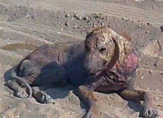 Los animales, las otras víctimas de la tragedia