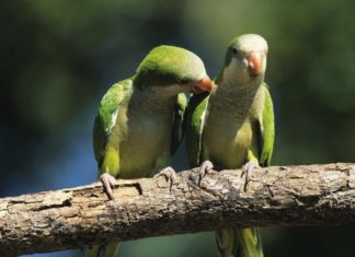 Proponen erradicar a las cotorras en Málaga con disparos de francotiradores