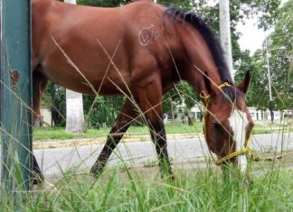 Descuartizan tercera yegua perteneciente a la UCV-Maracay