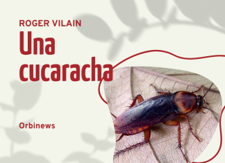 UNA CUCARACHA por -Roger Vilain- X: @rvilain1 #Cultura